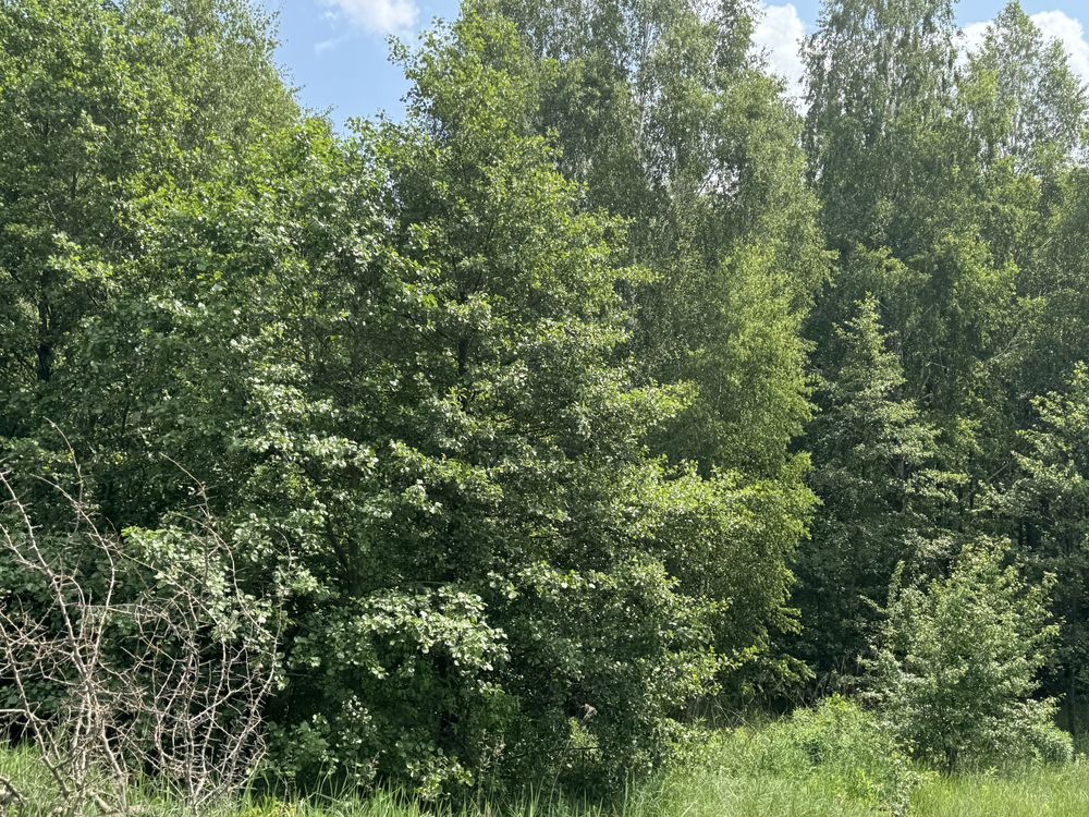 Земельна ділянка 25га.Терміново!Фасова. 35$/сотка!