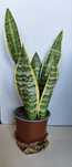 Planta Espada de São Jorge Vaso 12 cm