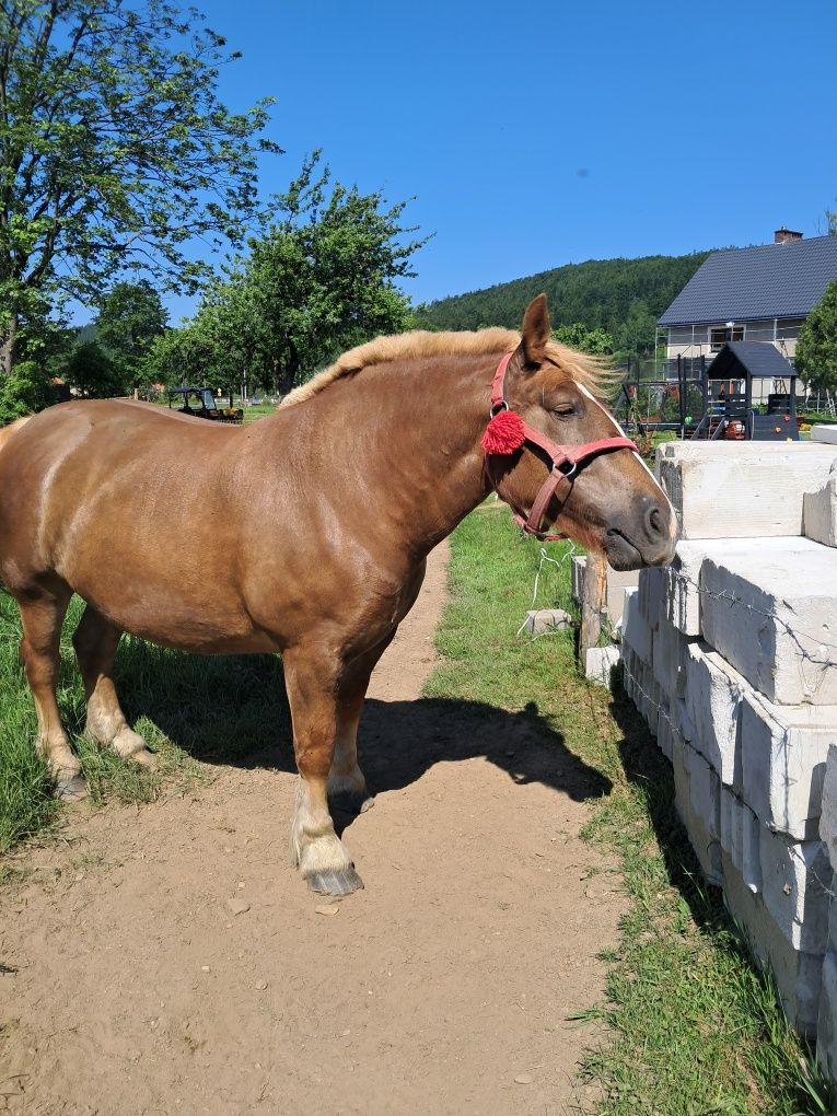 Sprzedam klacz zimnokrwistą