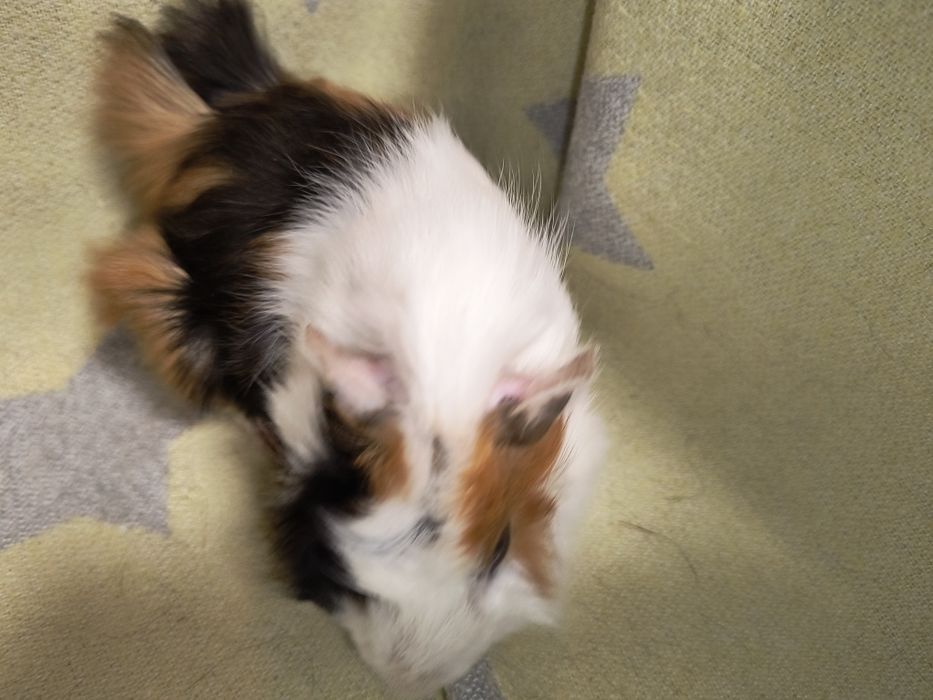 Чарівний веселий хлопчик. Морська свинка.