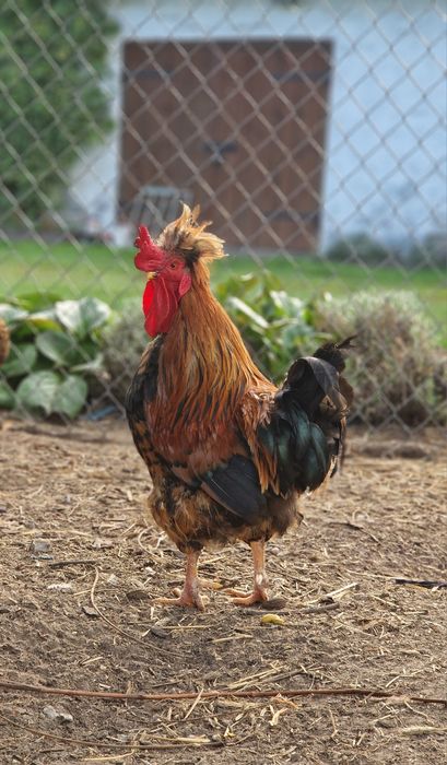 Sprzedam półrocznego koguta