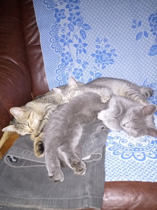 Котики чекають на дбайливого господаря