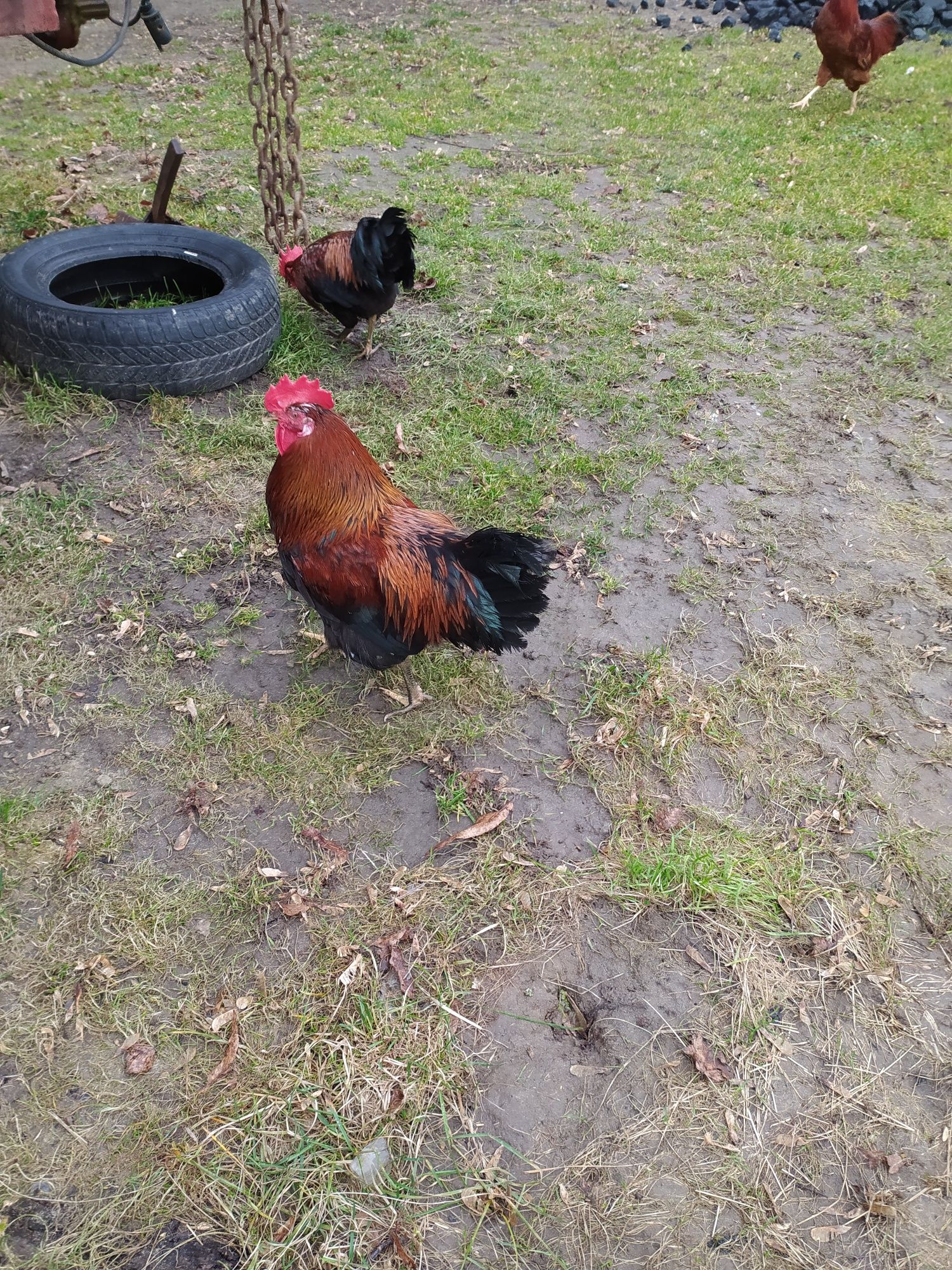 Kogut, zielononóżki i mix