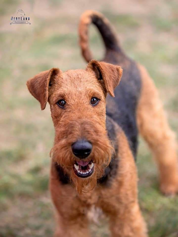 Szczenię Airedale Terrier z metryka ZKwP FCI