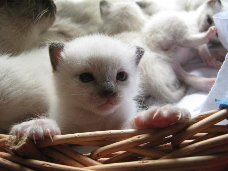 Котенята рисі Тайські бобтейлики  1  міс.