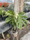 Monstera thai constellation