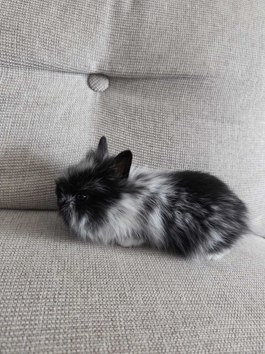 Królik miniaturka | małe króliczki | króliki miniaturki | karzełki