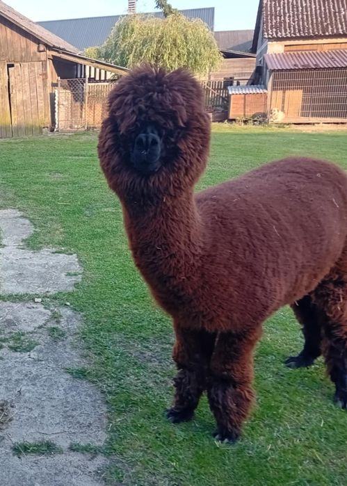 Sprzedam samicę alpaki