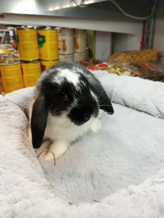 Króliki Baranki 2szt