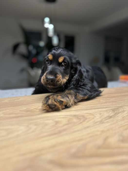 Cocker spaniel angielski