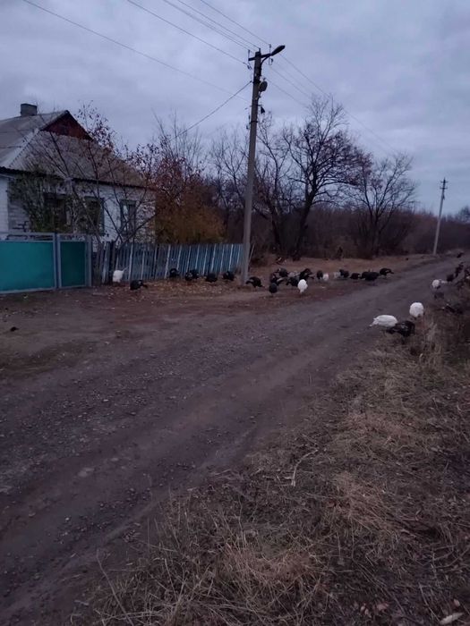\ \ \ . . .  Индюшата домашние