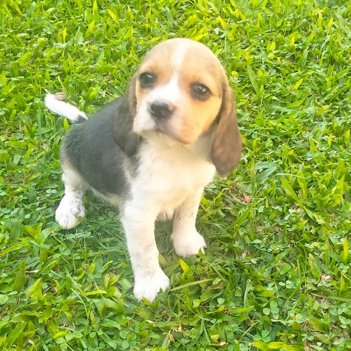 Beagle macho lindo
