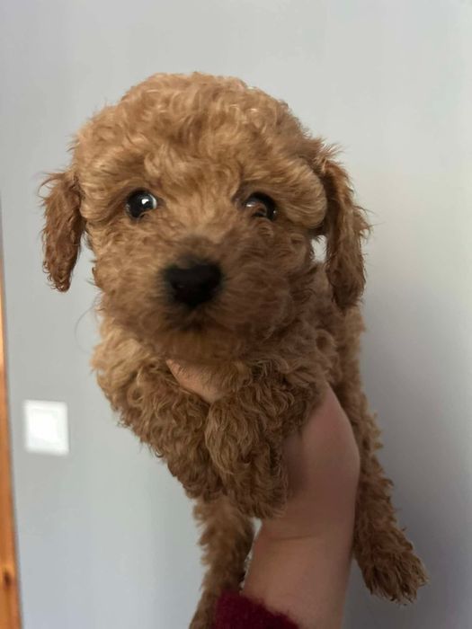 Maltipoo sunia juz do odbioru  tata pudel toy FCI
