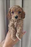 Maltipoo F1B piesek ciemny red