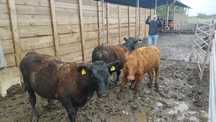 Odsadki Angus z gospodarstwa, 3 szt, Cena brutto z Vat