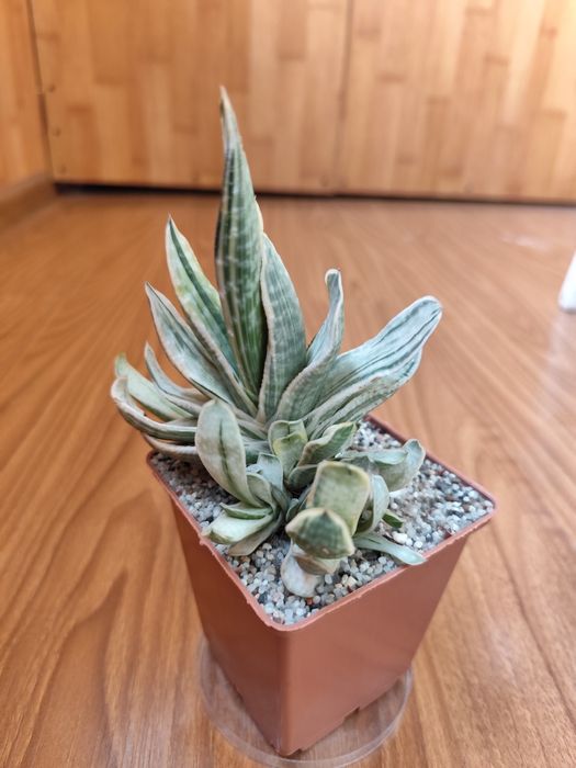 Gasteria Sakura fuji, Гастерия, суккулент