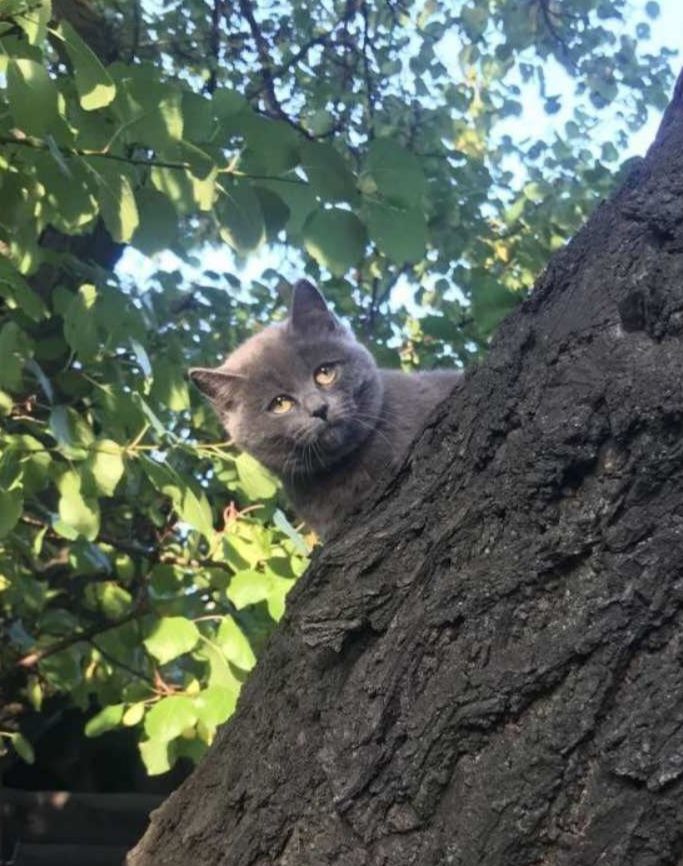 Отдам даром в добрые руки котиков