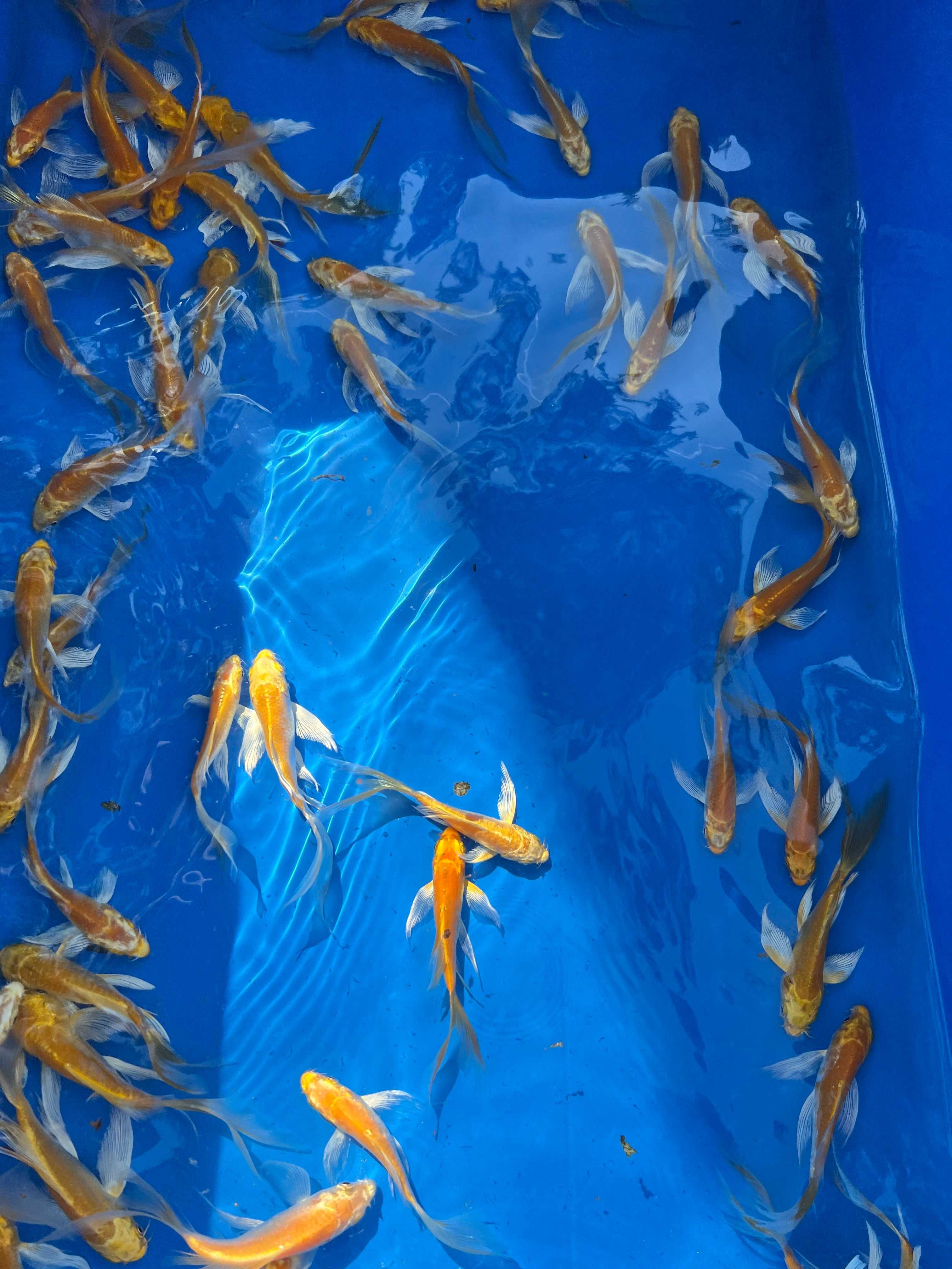 Oryginalne karpie koi