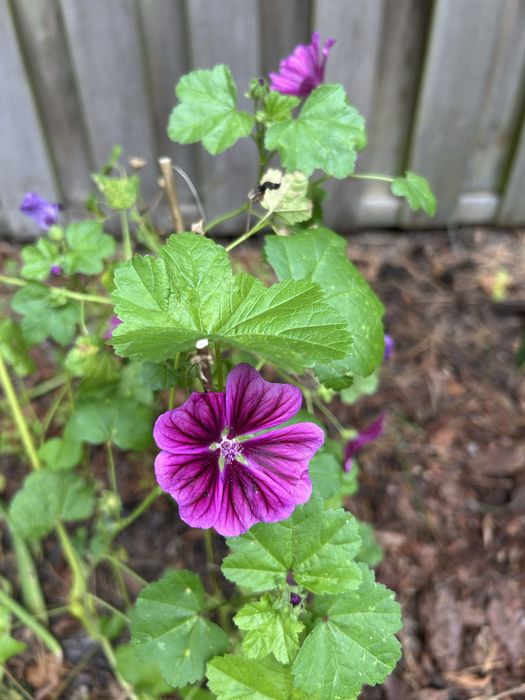 Nasiona firletka omszona karminowa ślaz dziki malwa dzika