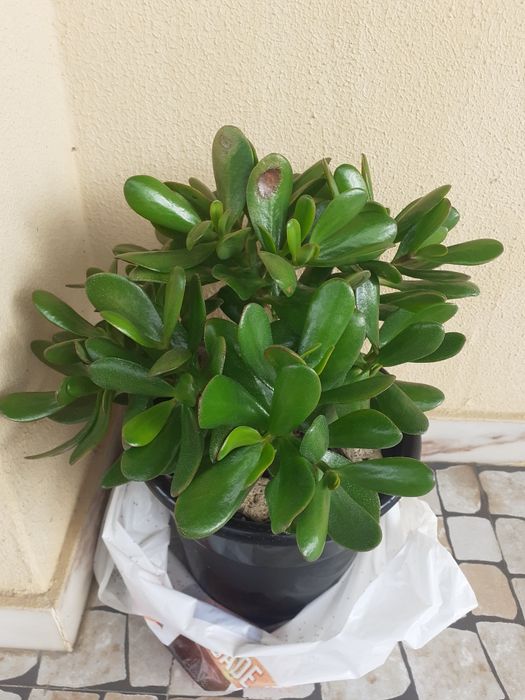 Flor suculenta natural com vaso