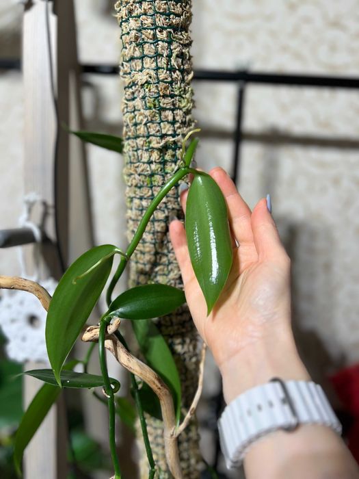 Орхідея ваніль Vanilla planifolia