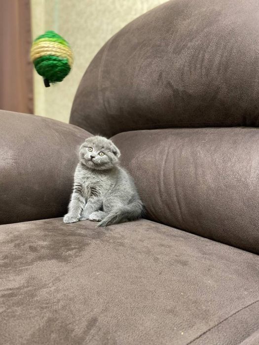 Кошеня скоттіш-фолд хлопчик
