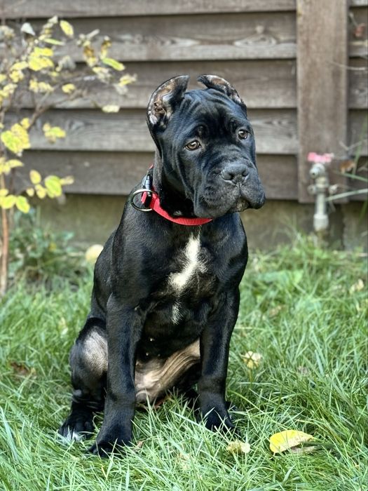 Чудова дівчинка Кане Корсо (Cane Corso Italiano)
