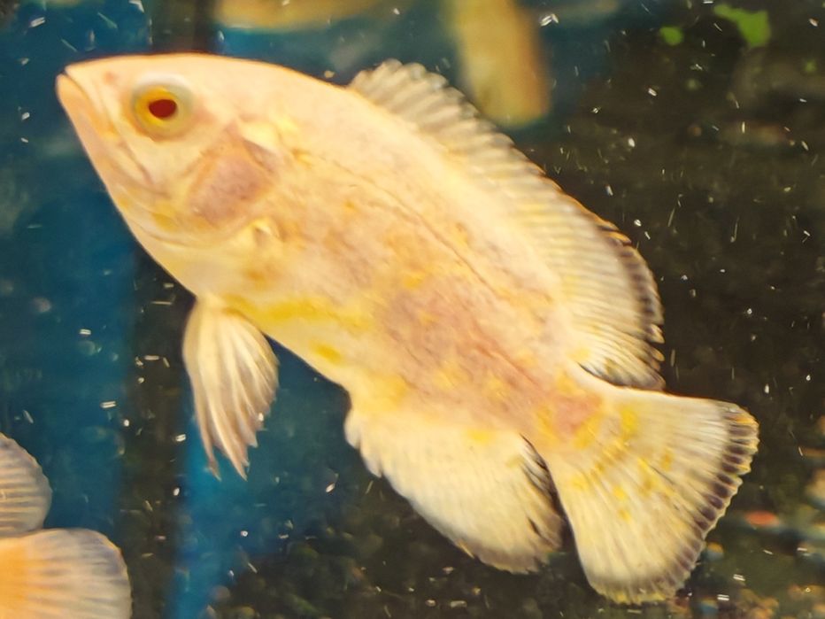 Pielęgnica pawiooka oscar rarytas lemon Aquafizz Creative