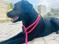 Cão Labrador pra adopção