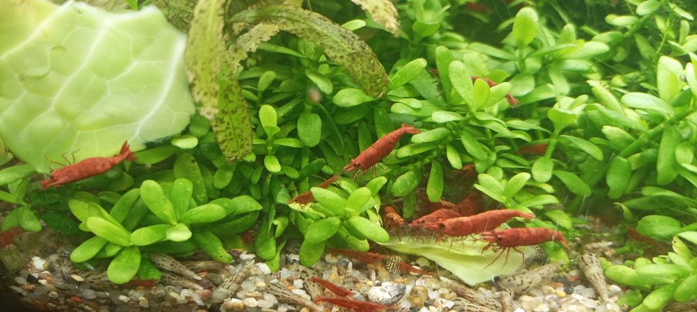 Креветка Сакура (Neocaridina heteropoda var. Sakura)