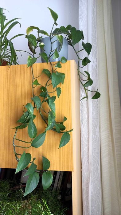 OBNIŻKA! Trzykrotka philodendron geranium trebie epipremnum - nadwyżka