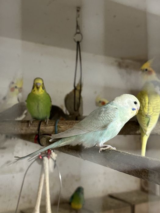 papugi faliste różne kolory