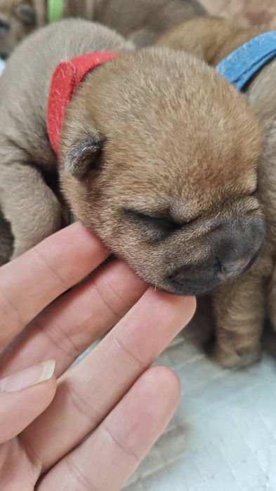 Szczenię ,pies Shar Pei