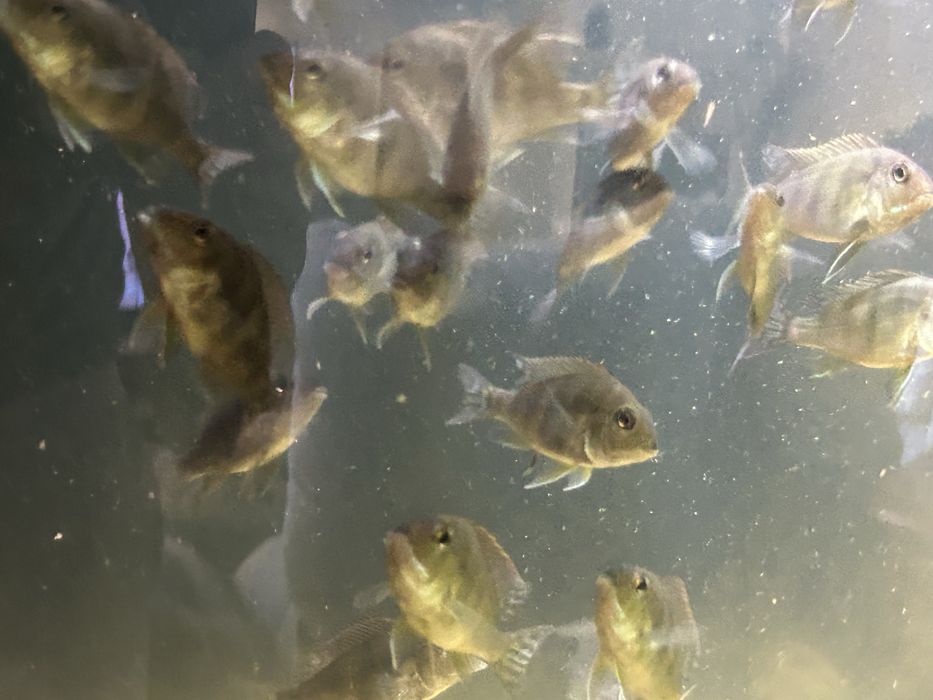 40 Geophagus Tapajos orange head 5cm
