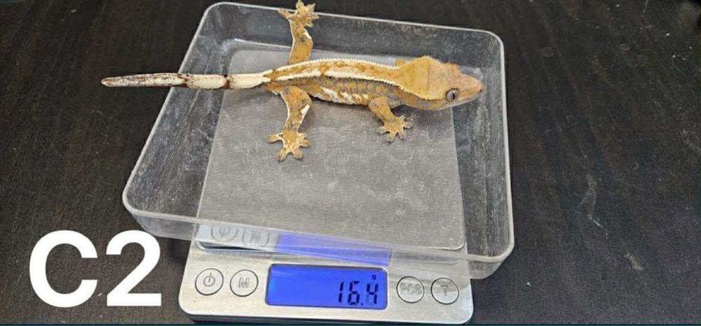 Samiczki Gekona orzesionego