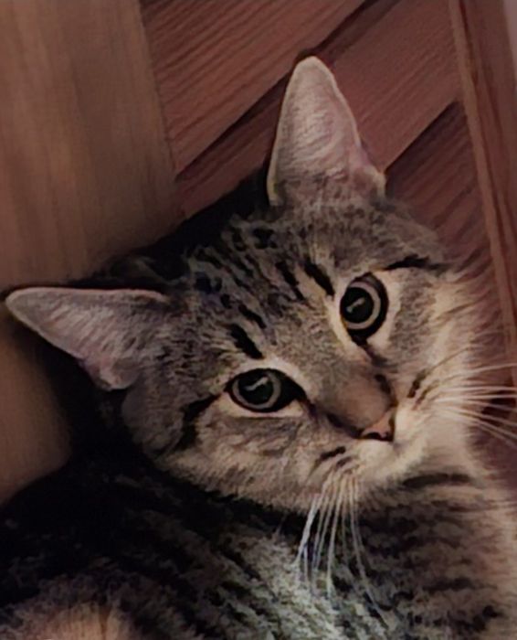 Ryszard- kto odważy się adoptować króla?