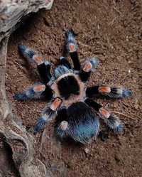 Тарантулы пауки птицееды для новичков Brachypelma