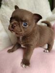 ** Piesek chihuahua Otto**