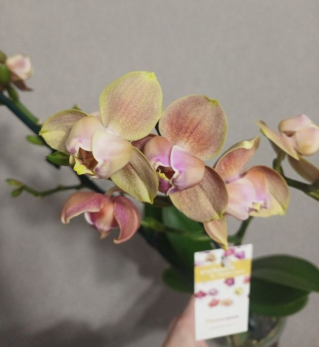 Орхідея Бріон пелор