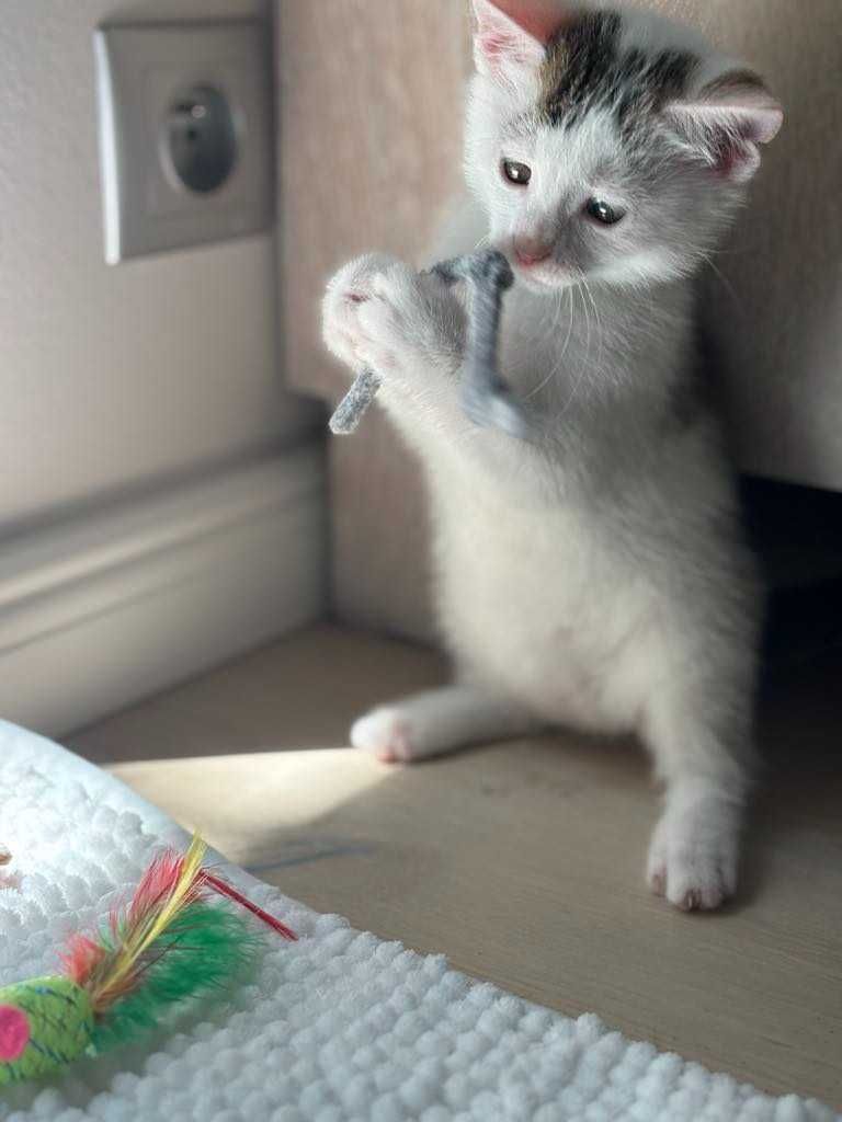 Malutka koteczka do adopcji
