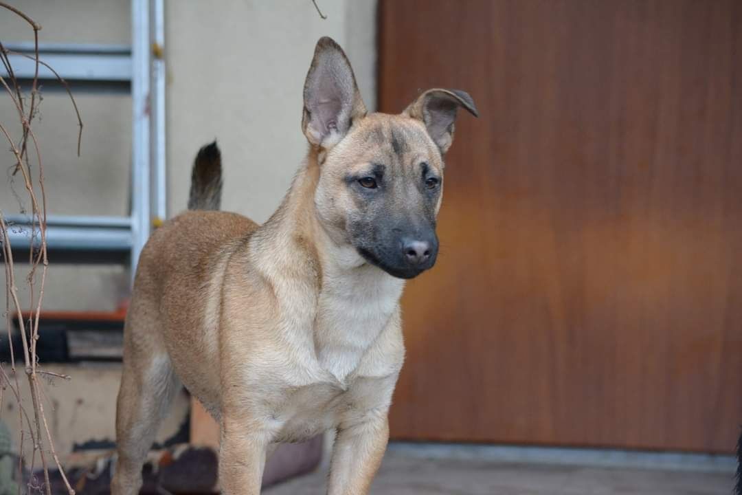 LEOŚ cudowny szczeniak do adopcji!!!