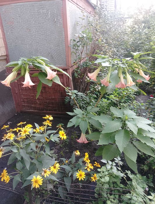 Продам Бругмансію