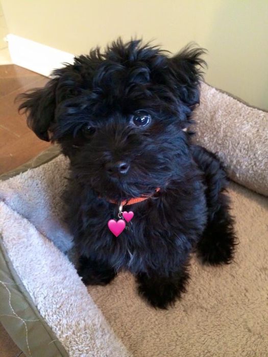 Чудові малюки Мальтіпу f1, хлопчики.