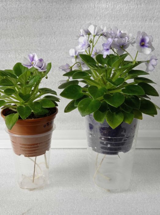 Фіалка сорт міні Robs penni ante