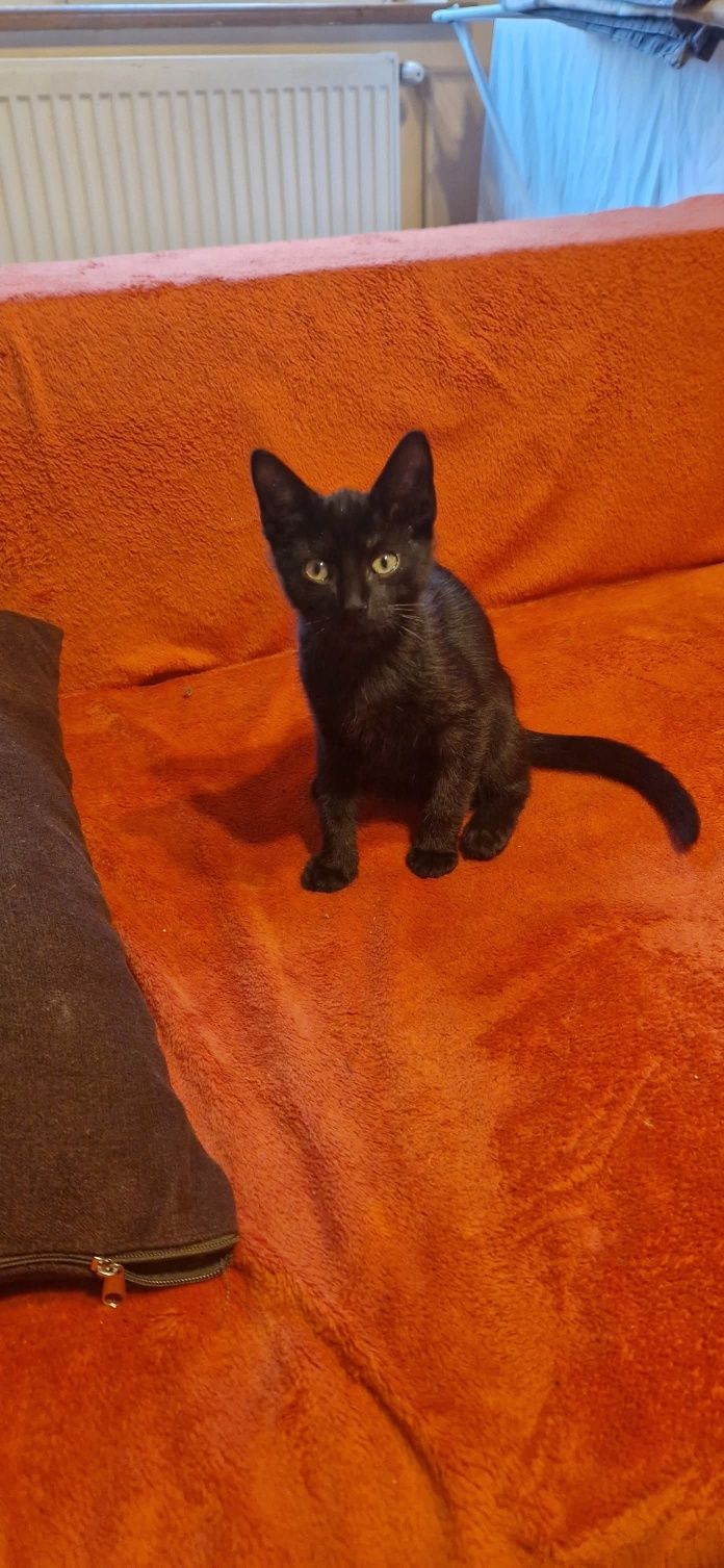 Krupniok i Benia polecają się do adopcji