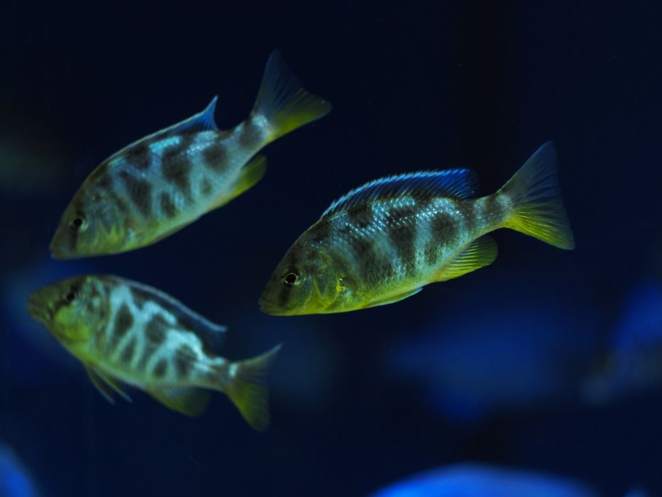 Nimbochromis venustus Pyszczak Wspaniały pyszczaki Malawi World