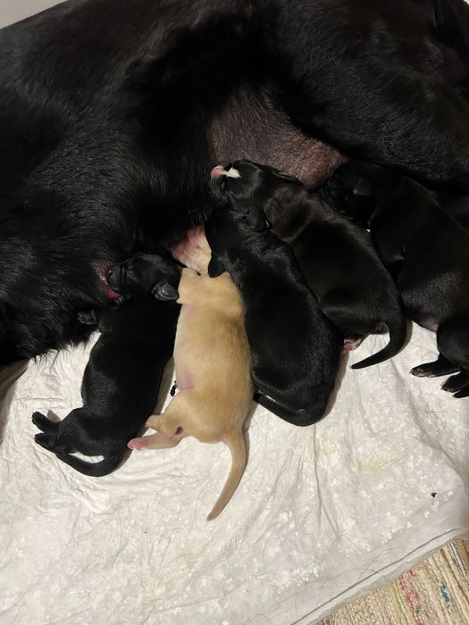 Macho arraçado de Labrador