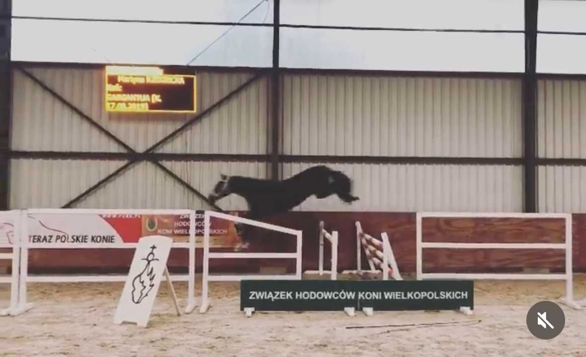 Klacz polski koń sportowy gniada 5 lat do sportu badanie TUV