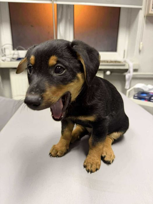 Romek i Atomek - urocze, małe szczeniaki szukają domów!