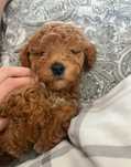 Przecudowny chłopczyk Maltipoo Red szuka domku Maltańczyk & Pudel Toy